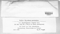 Dendrophoma vitigena image